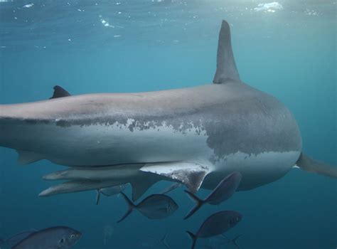 do male sharks have two penises|There’s a Lot You Don’t Know About Sharks .